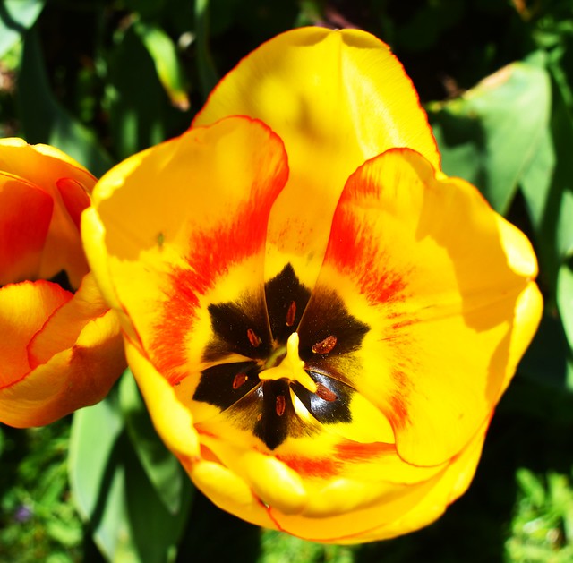 Skagit Valley Tulip
