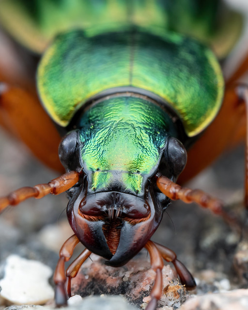 Golden ground beetle (Carabus auratus)