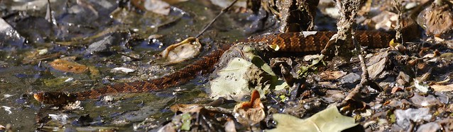Banded Water Snake (Nerodia fasciata)…