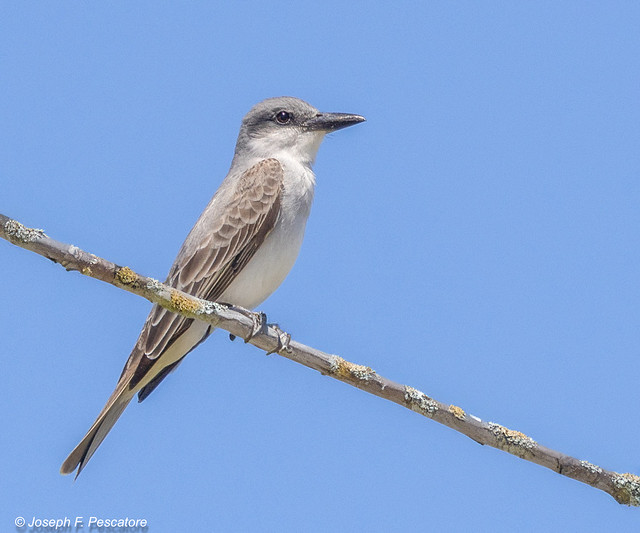 Gray Kingbird (Tyrannus dominicensis) - Vero Beach, Florida