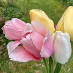 Tulpen im Regen