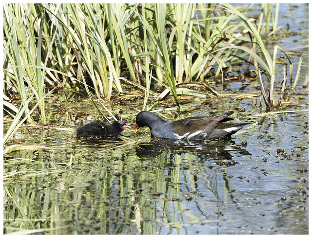 Moorhen and Chick 2