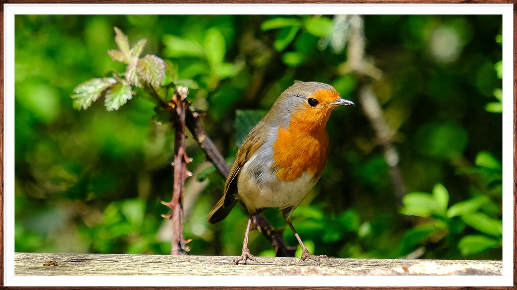 Robin: Erithacus rubecula Sussex