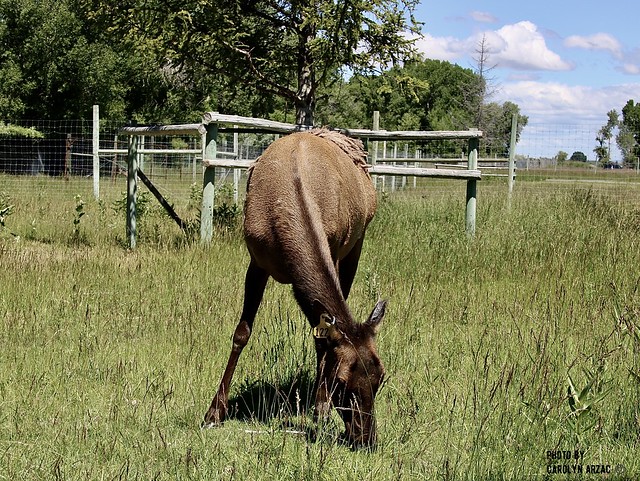 Young Elk-Cody, Wyoming