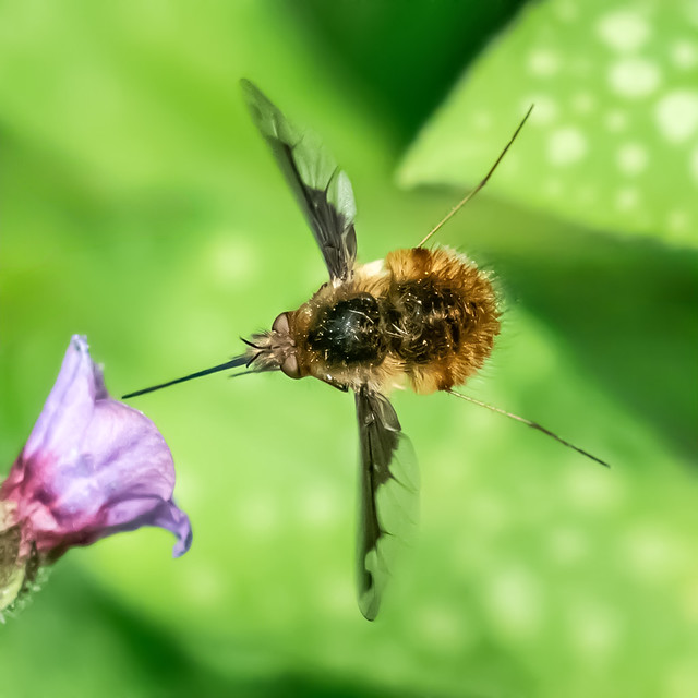 Bombylius major