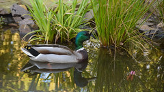 Mallard in our pond