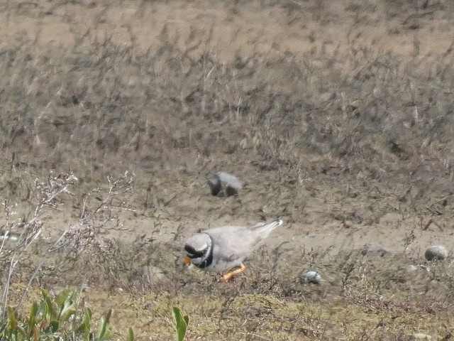 Ringed Plover (Cley Marshes) 370