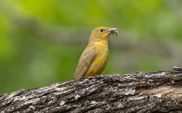Summer tanager (female) - Piranga rubra