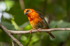 Cardinal (Foudi de Madagascar) - La Ru00e9union