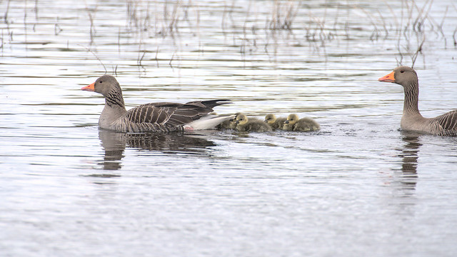Greylag geese with goslings