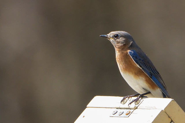 Eastern bluebird...perhaps claiming the house...