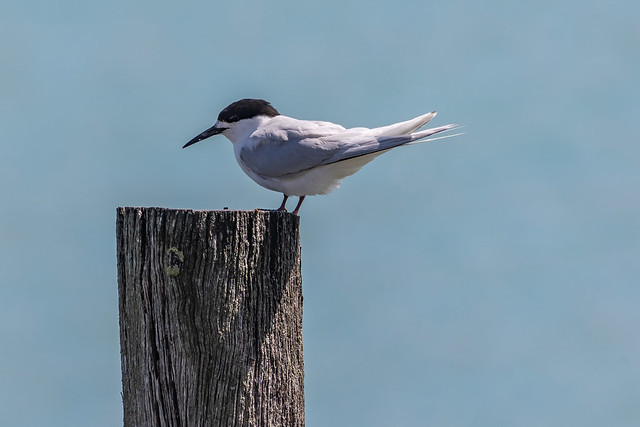 White Fronted Tern - Akaroa, NZ