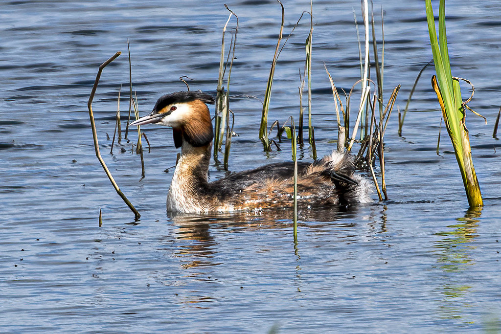 DSC_7793 - great crested grebe