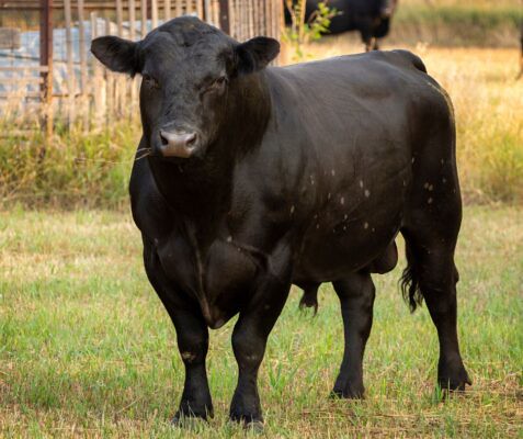 Castration for Cattle: Methods Explained