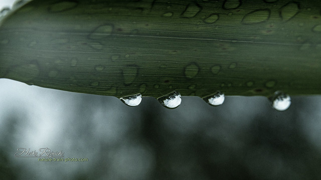 Raindrops Macro