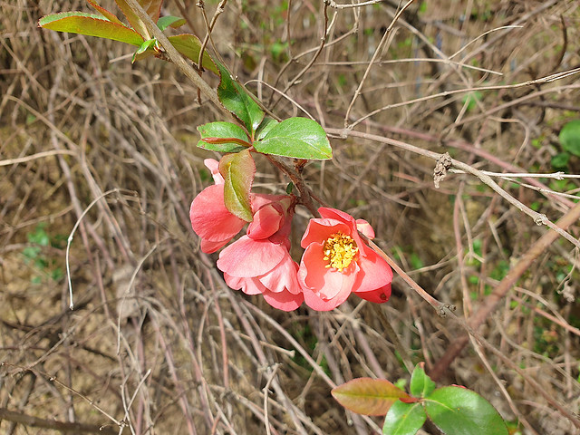 nature_blooming_Japanese_quince_004