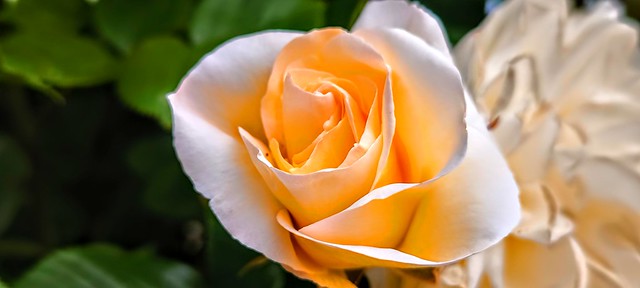 rosa en cierne含苞待放的玫瑰budding rose (4)