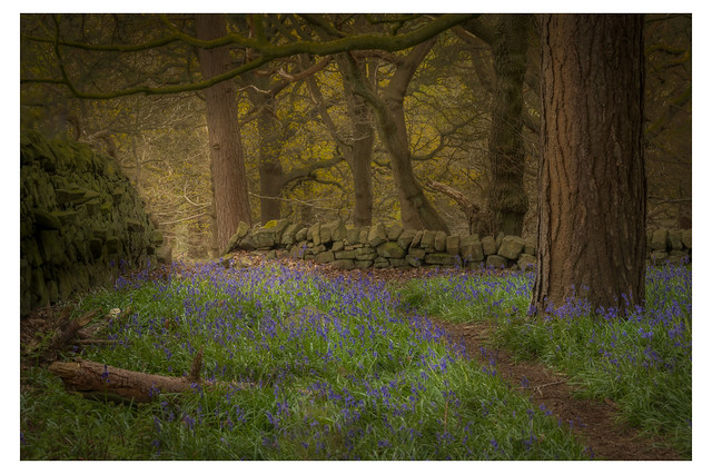 Little patch of bluebells