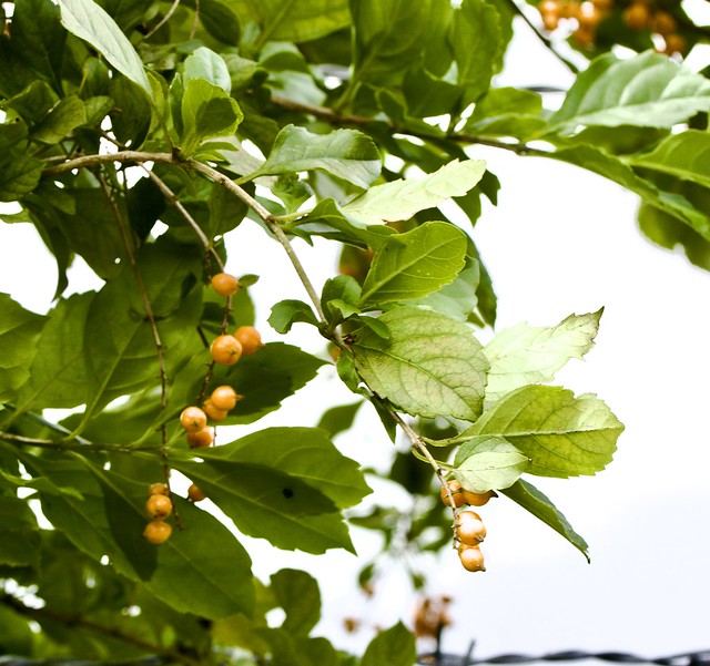 ecosystem/flora/Pigeon Berry (Duranta erecta)