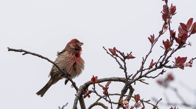 Singing House Finch