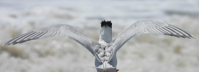 A Caspian Tern's Wings