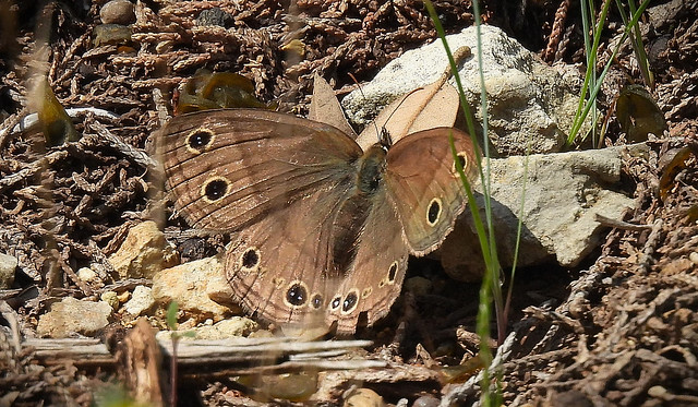 Lifer Butterfly:  Little Wood Satyr!