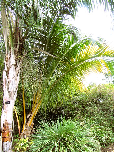 Syagrus romanzoffiana --  Queen Palm Tree from South America 9422