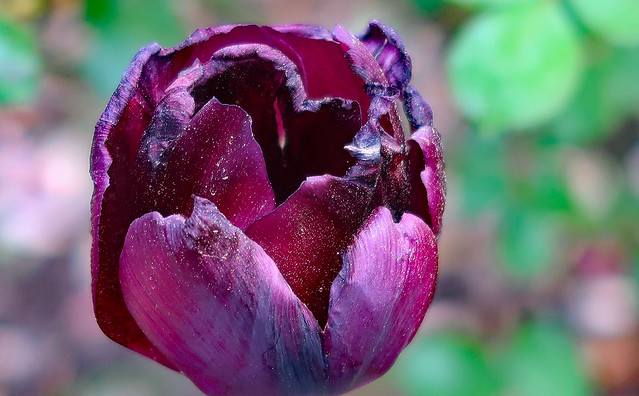 The Treasures of a Tulip