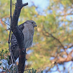 Red-shouldered Hawk (Buteo lineatus) Black Bear Wilderness Area, Seminole County, FL, April 2024.  Bioblitz.