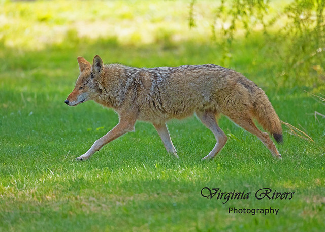 Coyote, Katherine Albertson Park, Boise, Idaho