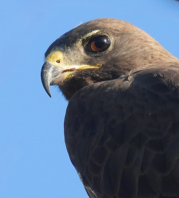 Swainson's Hawk Closeup