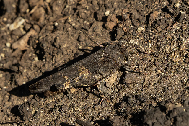 Grasshopper Blending in With the Charred Rocks and Soil