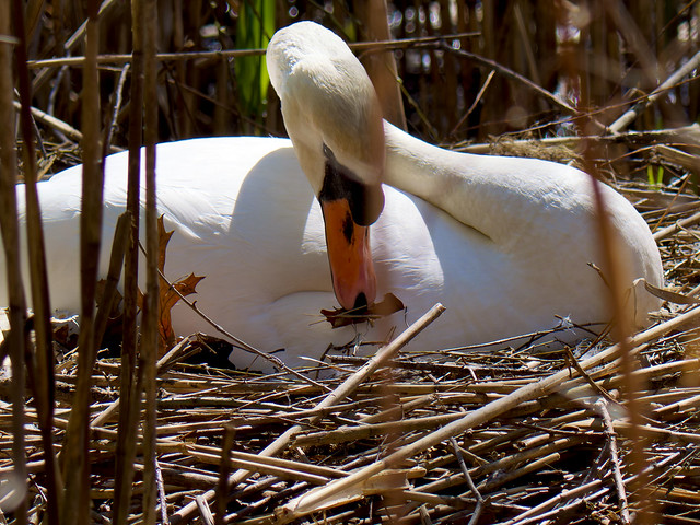 Swan nesting behavior