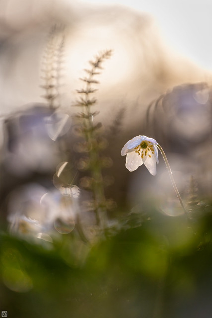 windflower_April_2024-6