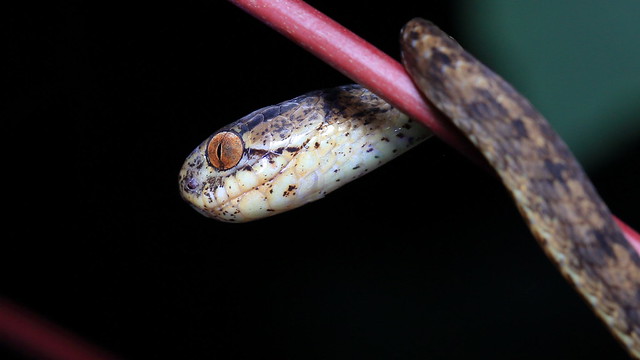 Pareas carinatus 棱鱗鈍頭蛇