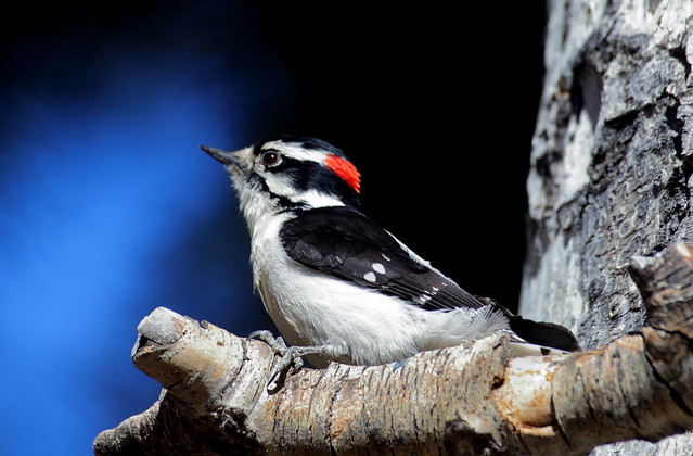Downy Woodpecker -- Male (Picoides pubescens);  Santa Fe National Forest, NM, Thompson Ridge [Lou Feltz]
