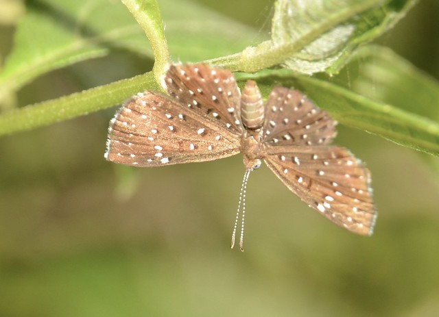 Hallonympha paucipuncta (Spitz,1930) Riodinidae