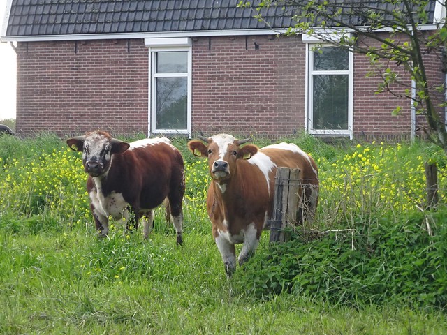 Giessen: Curious Cows...