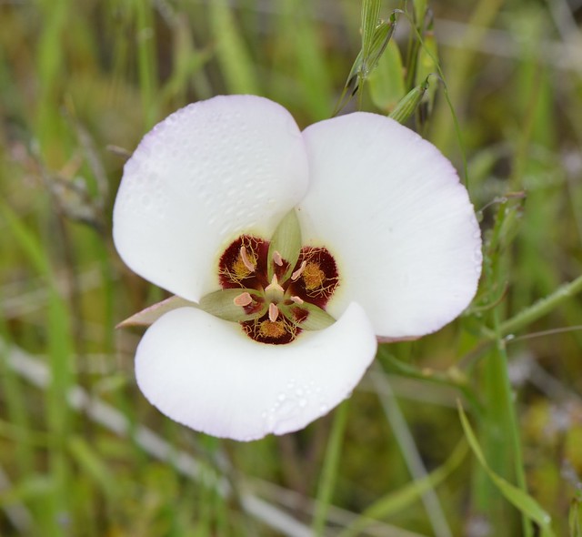 Calochortus catalinae (Catalina Mariposa Lily)
