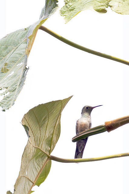 Scaly-breasted Hummingbird (Phaeochroa cuvierii) 1 032424