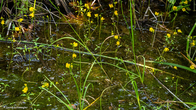 Common Bladderwort Colony