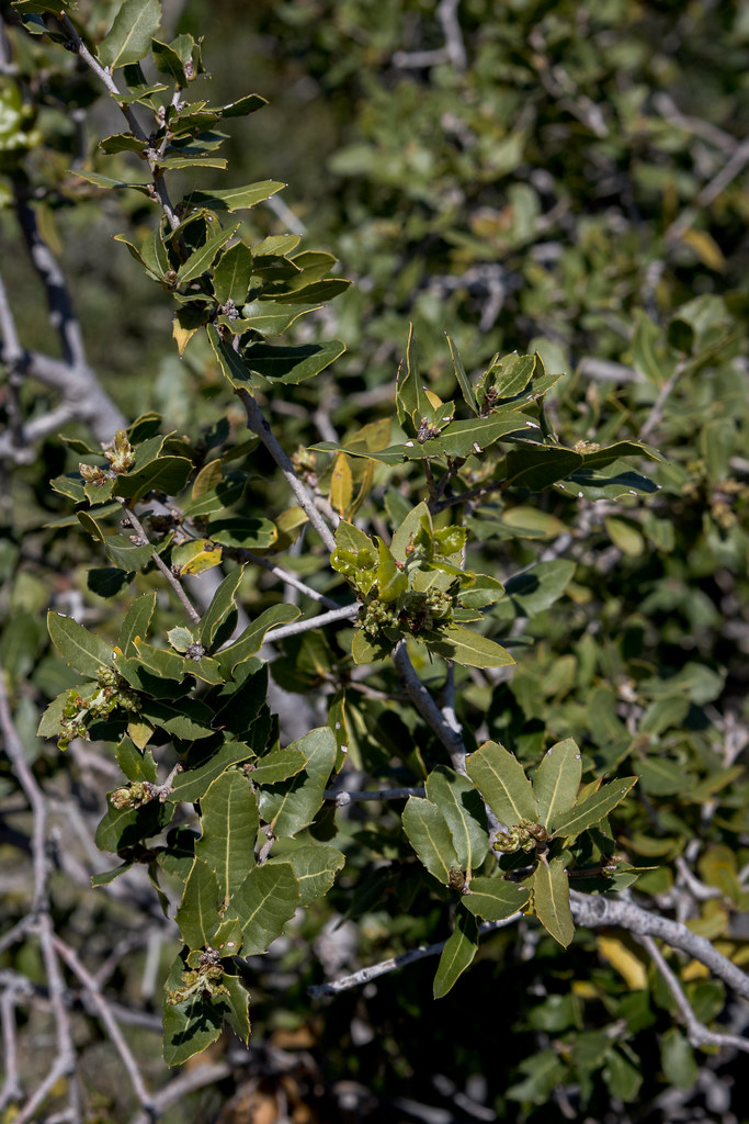 Quercus coccifera ssp. calliprinos (Kermes Oak) - Fagaceae - Latchi, Polis Chrysochous, Cyprus