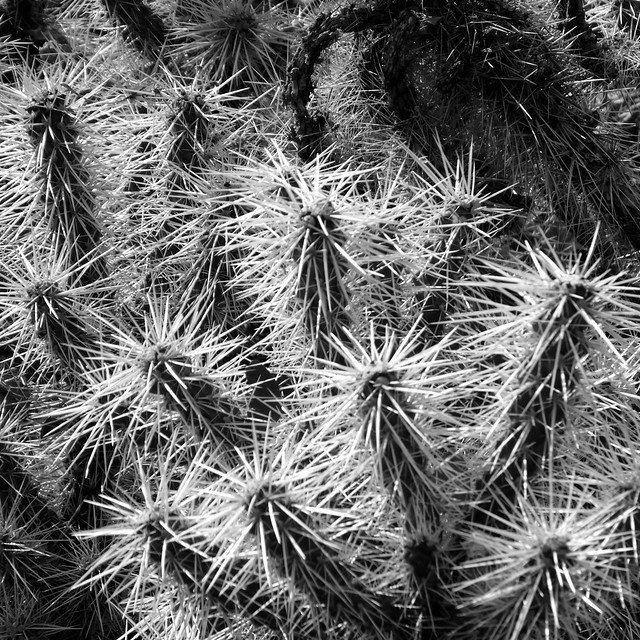 Backlit Cholla cactus