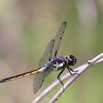 Bar-winged Skimmer (Libellula axilena) Black Bear Wilderness Area, Seminole County, FL, April 2024.  Bioblitz.