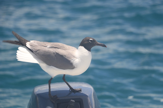 Laughing gull hitching a ride on the dinghy