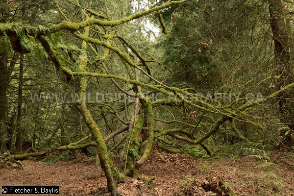 74561 A tangle of Vine Maple (Acer circinatum) stems hosting epiphytic Licorice ferns (Polypodium glycyrrhiza), in regenerating coastal forest, Pacific Spirit Park, Vancouver, British Columbia Canada.