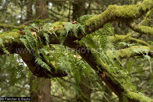 74559 A tangle of Vine Maple (Acer circinatum) stems hosting epiphytic Licorice ferns (Polypodium glycyrrhiza), in regenerating coastal forest, Pacific Spirit Park, Vancouver, British Columbia Canada.
