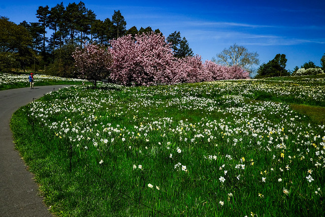 A Field of flowers