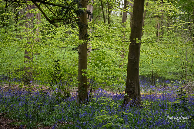 Nature Photo walk - Whippendell Woods (April 2024)
