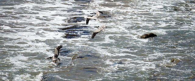 Pelicans and Surf